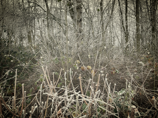 This is a photograph taken in the woods of frozen plants, branches and trees. Visibility is quite hazy in areas due to the icy fog surrounding the landscape.