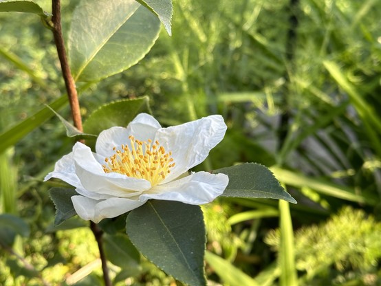 White camellia flower.