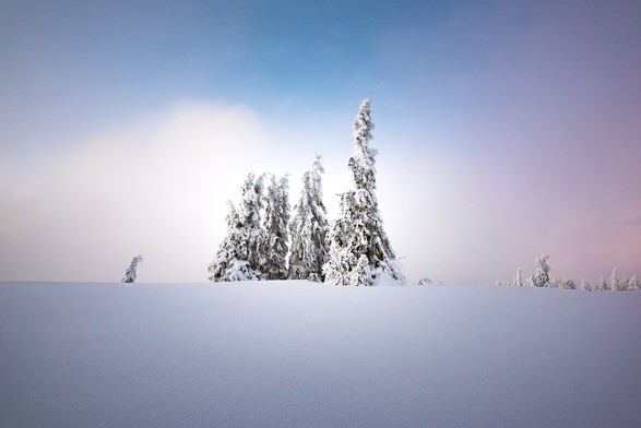 Eine Gruppe Tannenbäume im Schnee bei Sonnenaufgang, Dunst und Nebel
