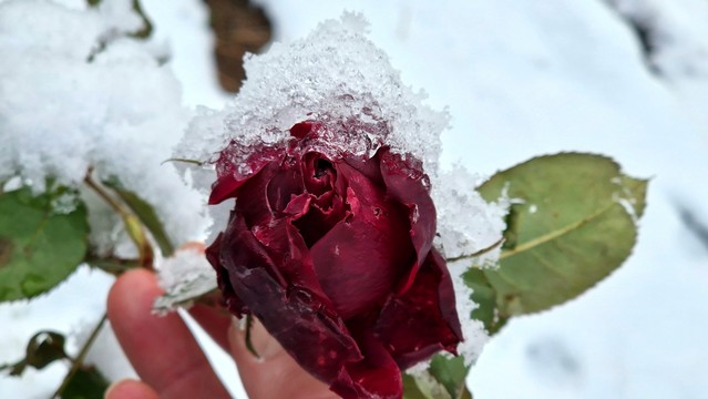 Von Schnee bedeckte letzte rote RosenblÃ¼te