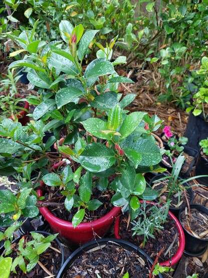 Several pots with plants in them. The largest plant has glossy green leaves covered in rain drops
