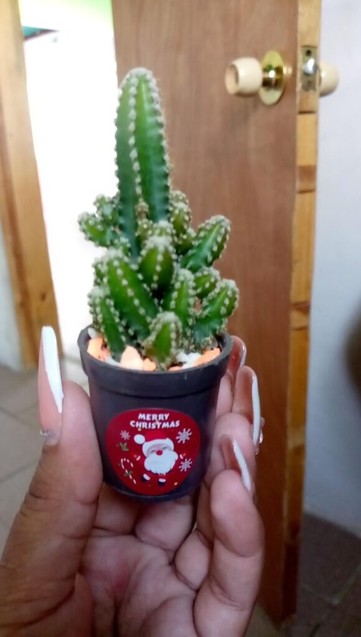 I was walking on the street and I saw a nice lady selling cactus and they were all beautiful and awwww I couldn't resist and bought one from her