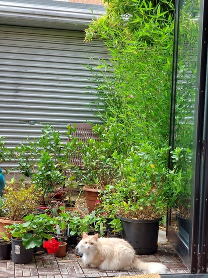 Lots of pot plants with tall bamboo on the right hand side. The bifold door can be seen on the right folded open. A cat is sitting in the foreground looking inside towards the camera. In the background the corrugations of a roller door can be seen.