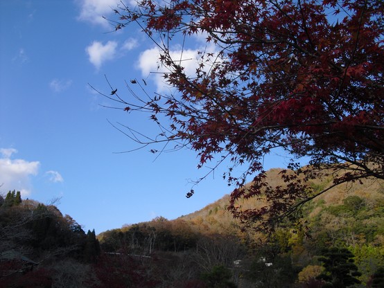 ã�‚ã�‹ã��è‰²ä»˜ã�„ã�Ÿã‚‚ã�¿ã�˜ã�¨é�’ç©ºã€‚ Japanese maple and bluesky.