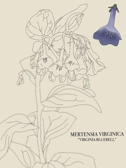 Drawing done with a photo I had taken at work! Mertensia Virginica!