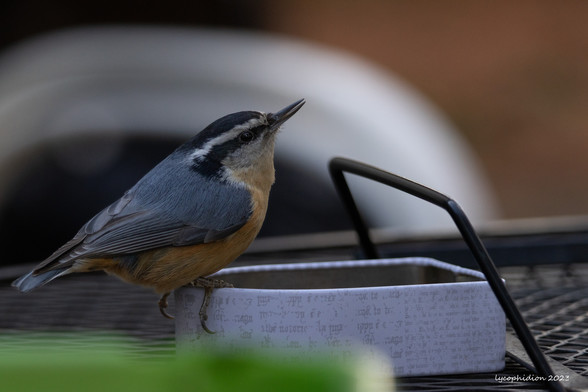 "A small, compact bird with a sharp expression accentuated by its long, pointed bill. Red-breasted Nuthatches have very short tails and almost no neck; the body is plump or barrel-chested, and the short wings are very broad. Red-breasted Nuthatches are blue-gray birds with strongly patterned heads: a black cap and stripe through the eye broken up by a white stripe over the eye. The underparts are rich rusty-cinnamon, paler in females." (AllAboutBirds).