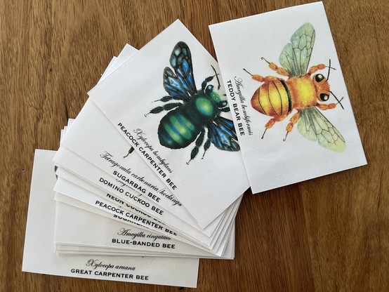 a home-made set of laminated playing cards is spread out on a table. the two top cards reveal images of australian native bees: a fury yellow Teddy Bear Bee and a greeny-blue Peacock Carpenter Bee.