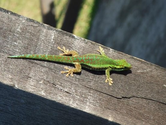 A picture of Phelsuma borbonica
More info and attribution: https://commons.wikimedia.org/wiki/File:Gecko%20Vert%20des%20Hauts%20-%20Phelsuma%20Borbonica%20%281%29.jpg