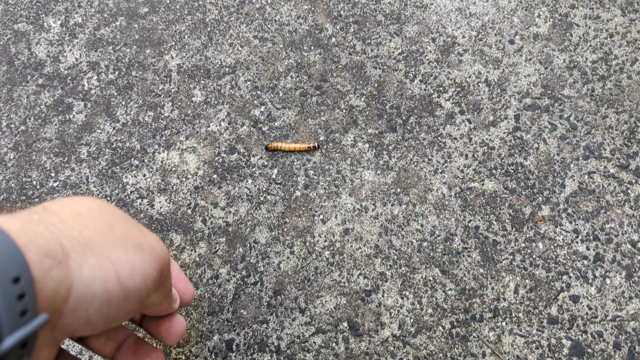 Video clip of an Eastern Water Skink running in to grab a mealworm crawling across a concrete path, twice.