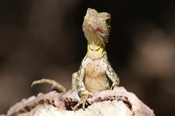 Small lizard peering over top of cut tree stump with chest and forelimbs in focust, one rear foot visible out of focus and the tail and other leg not visible. Background is dappled forest floor out of focus