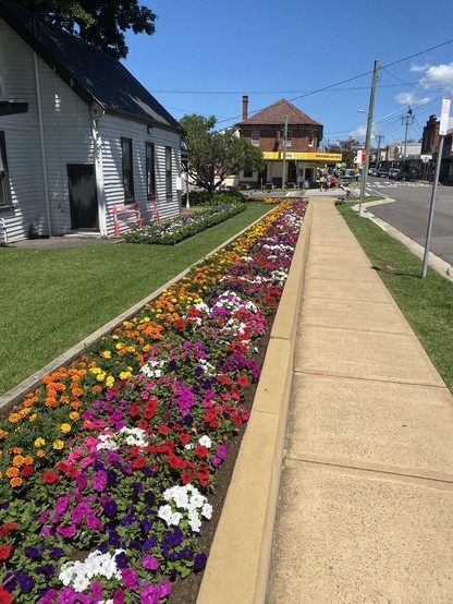 Photo of the long garden bed by the library which is filled with colourful flowers. There's a narrow stripe of yellow and orange marigolds on the left and multi-coloured petunias (white, red, purple and pink) on the right of the bed. The library is the small white weatherboard building to the left. Straight ahead is the pub on the corner of the suburb's main shopping street.
