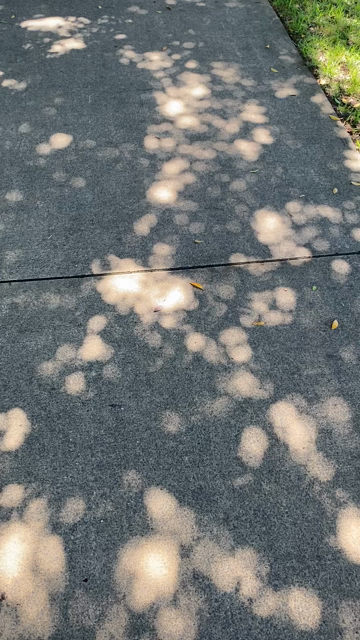 Video of the shadows from the thick overhead canopy of Moreton Bay figs. There is a scattering or light circles amongst the shadows. The shifting leaves and branches make the circles move, widen and narrow. Kind of hypnotic. The sounds are birdsong and insect buzz.