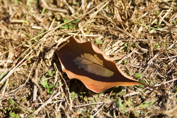 ä¸­ã�Œè–„ã‚Œã�¦è‘‰è„ˆã�Œè¦‹ã�ˆã�¦ã��ã�Ÿè�½ã�¡è‘‰ã�Œä¸€æžšåœ°é�¢ã�«ã�¨ã�¾ã�£ã�¦ã�„ã‚‹

A brown leaf on the ground. The center has become partially translucent so that the veins of the leaf are visible