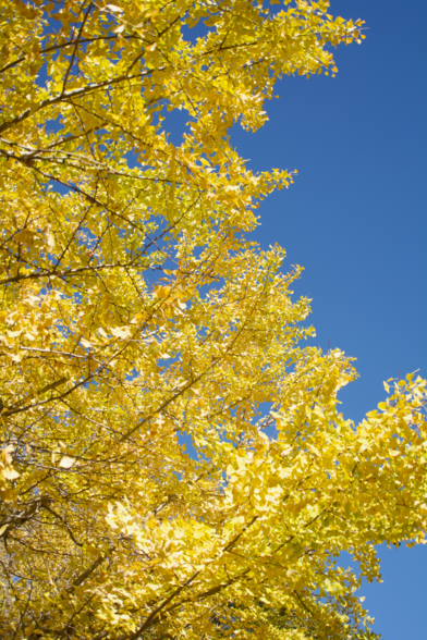 é»„è‰²ã�«æŸ“ã�¾ã�£ã�ŸéŠ€æ��ã�®è‘‰ã�Œé�’ã�„ç©ºã�®æ–¹ã�¸ä¼¸ã�³ã�¦ã�„ã‚‹

Bright yellow ginkgo leaves stretch up against a blue sky
