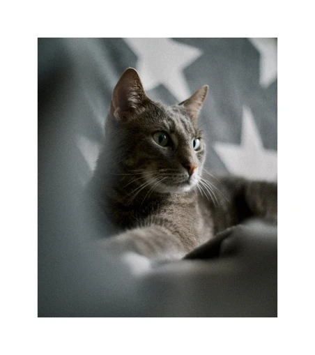 Meow allongÃ© sur le canapÃ© recouvert d'un couverture grise avec des Ã©toiles blanche dessus.