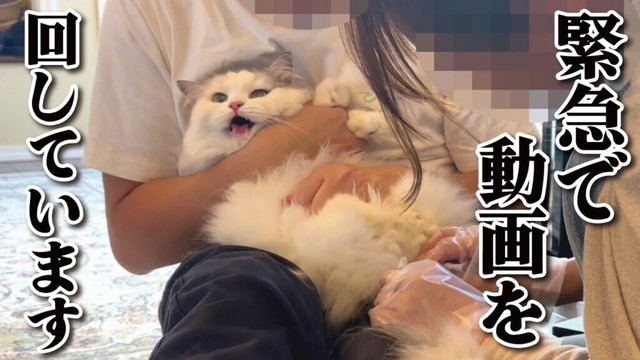 とんでもない事が起きてしまいました…！！！！！【関西弁でしゃべる猫】【猫アテレコ】