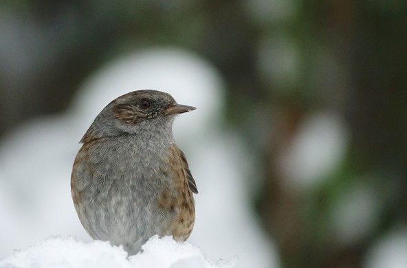 A small brown and grey, speckled bird sits on the snow, head turned to the right in front of a blurred background of snowy foliage.