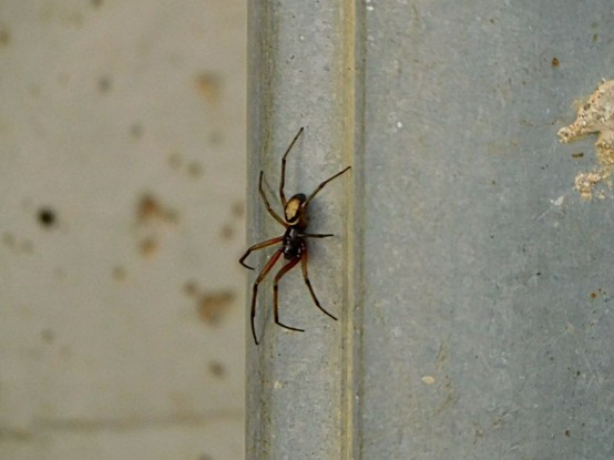 a (some inches) big  and brown/black  spider  on a street pole .    google lens says it's a  'noble false widow'  (Steatoda nobilis),   but idk