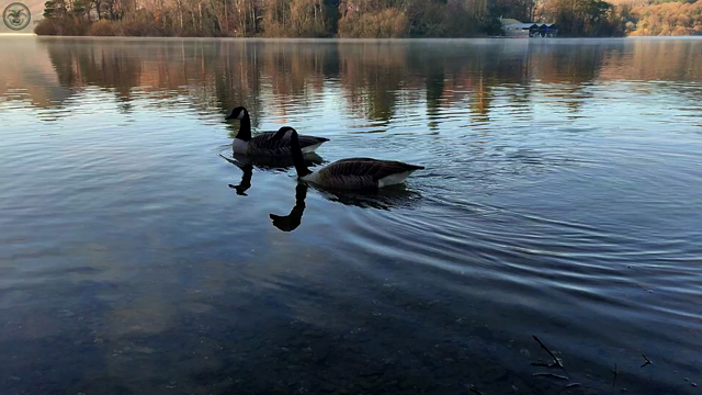Short video of geese of autumn lake, with island of trees in back ground