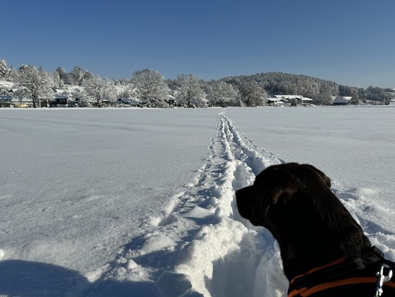Labrador Hund im Schnee Panorama