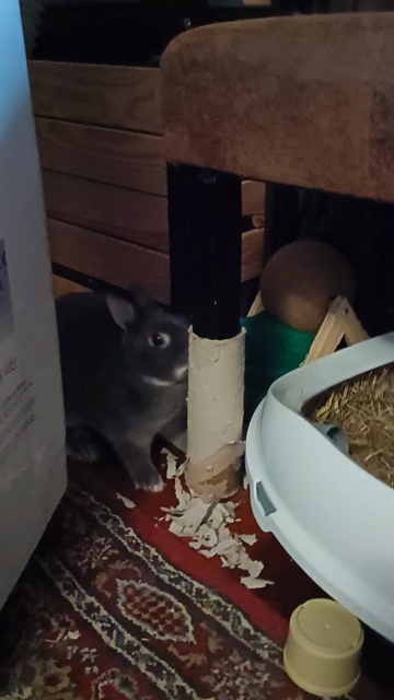 Lua chewing a paper roll that used to be a chewing roll covered with hay.
