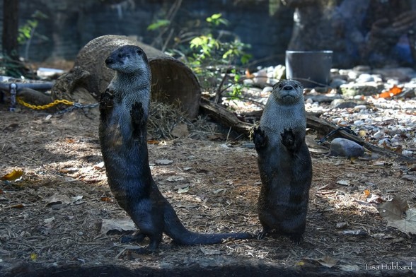 Azure Generated Description:
a couple of otters on the ground (43.82% confidence)
---------------
Azure Generated Tags:
outdoor (98.16% confidence)
ground (97.86% confidence)
animal (97.37% confidence)
mammal (87.48% confidence)
statue (84.51% confidence)
rock (81.97% confidence)
zoo (72.58% confidence)
bird (61.14% confidence)
penguin (43.08% confidence)