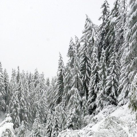 Schneebedeckte Nadelbäume im Wald in den Bergen