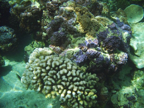 A picture taken while snorkeling in Moorea (in French Polynesia).  Multi-colored coral is shown.