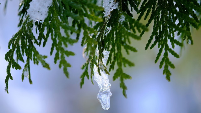 A twig from an Eastern White Cedar with a small icicle hanging from a leaf.