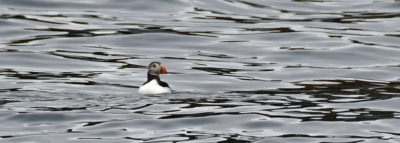 A puffin bobbing around in the ocean, Isle of Mull Scotland