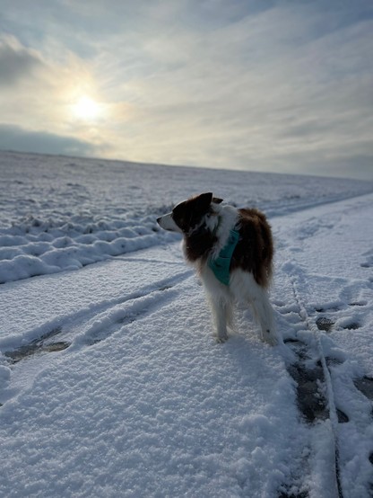 Hund im Schnee, Wintersonne