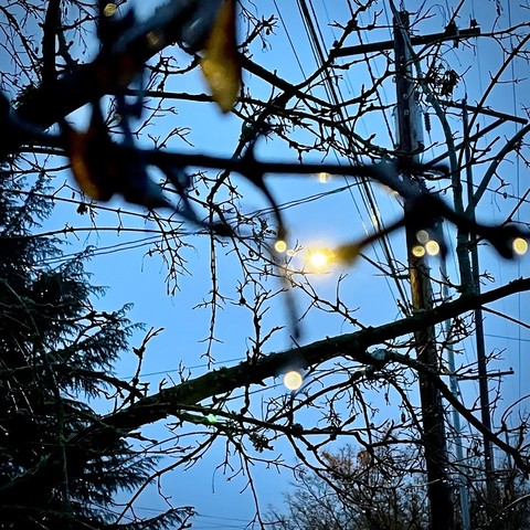 Dark bare branches. Water droplets on the branch tips refract light from a street lamp.