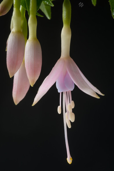 On a black BG, four buds and one open flower, all pendant. The sepals are pale pale pink, the petals are pale lavender, and the stamens and white and pale yellow. A few green leaves showing at the edge of the frame.