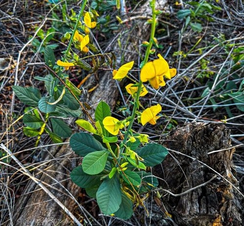 These are some yellow flowers that I saw on a trail in Georgia. The showy rattleboxes (Crotalaria spectabilis) were growing amid dried brown grass, a fallen tree, and a stump.  The contrast of the bright yellow flowers and green leaves against the drab background caught my eye.