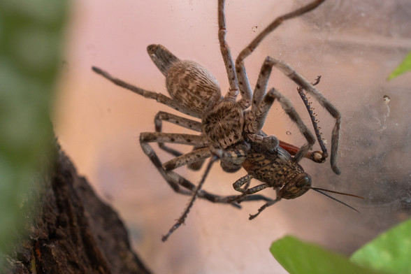 Grosse araignée qui a attrapé un criquet et le maintient pour le manger