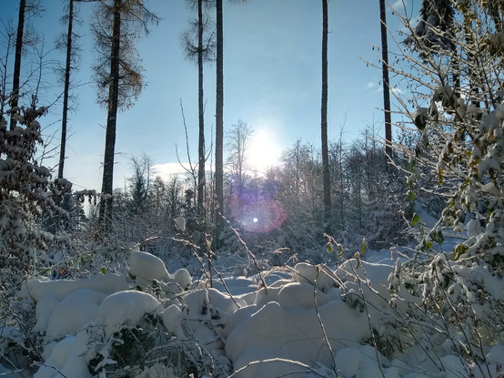 Bright sun shining over snow-clad forest.

In the front, there are some low shrubs covered by a thick layer of snow. To the sides, taller shrubs carry brown-green leaves with some snow. Then, there are scarce tall trees growing out of the photo, with some needles on the higher half of it. In the background, thick forest can be seen with sun just above it, and a white cloud behind it. The remainder of the sky is clear blue.