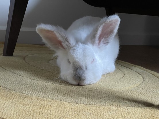Chuck the bunny laying on a yellow rug with his head and chin on the ground, his eyes closed, and his fluffy ears turned forward