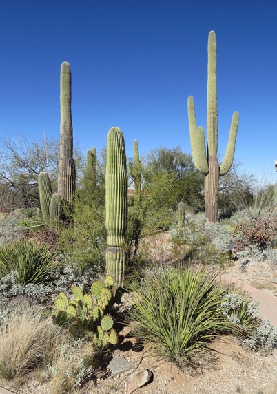 These majestic plants, found only in a small portion of the United States, are protected by Saguaro National Park, to the east and west of the modern city of Tucson.