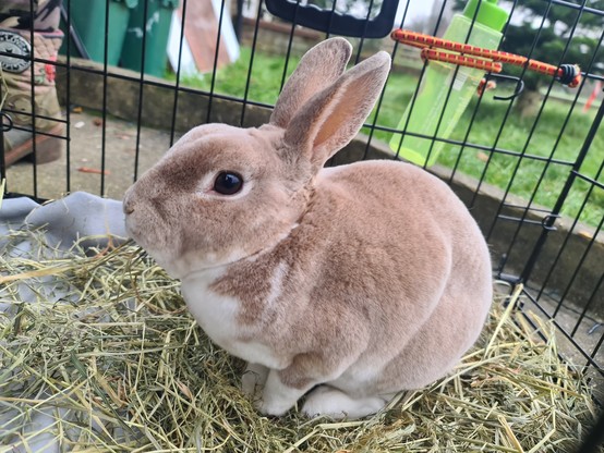 A brown and white, male, mini Rex rabbit, with amazingly-soft fur, munching on some hay inside his transportation cage, unaware of his long journey ahead.