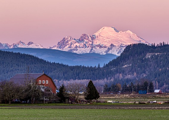 Mount Baker bathed in pink at sunset towering over a red barn. There’s a green field in the foreground, trees around the red barn and hilly landscape leading up to the snow covered peak of Mount Baker.