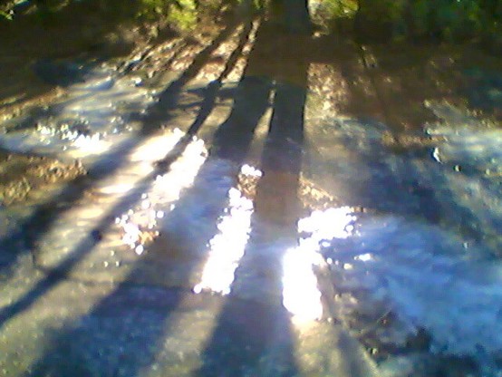 lo rez photo of trees and tree shadows reflecting in water