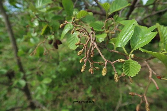 Photo of treespecies Alnus glutinosa : Category is vruchtjong