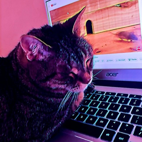 A brown tabbycat's head lies on a Chromebook keyboard while a mouse video plays on the screen.