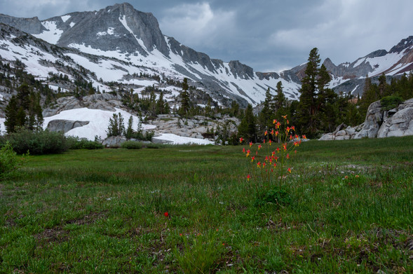 A green meadow ringed by snow-draped ridges. In the middle of the picture, a plant has many unexpectedly bright red/yellow flowers.