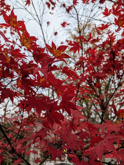 Maple leaves in gorgeous fall color in Raleigh's Boylan Heights neighborhood