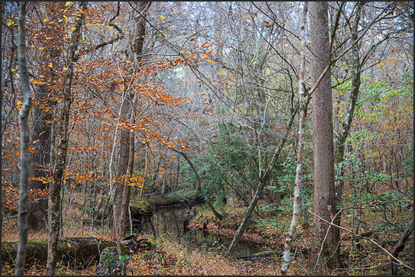 A small blackwater creek in the Croatan National Forest is lined with trees flashing their fall foliage.