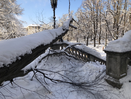 Tree collapsed across a stone terrace, covered in snow
