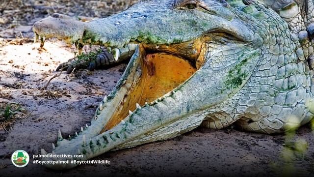 The forest-dwelling Orinoco Crocodile can grow very large and live in rivers of #Venezuela #Colombia #SouthAmerica they’re Critically Endangered from #pollution #deforestation for #palmoil and #beef. Support them and #Boycott4Wildlife https://palmoildetectives.com/2021/03/18/orinoco-crocodile-crocodylus-intermedius/ via @palmoildetectives