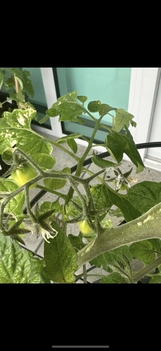 Is this powdery mildew?