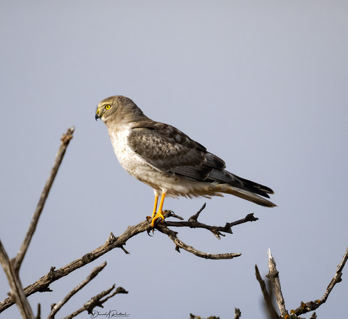 Gray-winged white-bellied hawk with a long tail and long legs, perched on a leafless branch